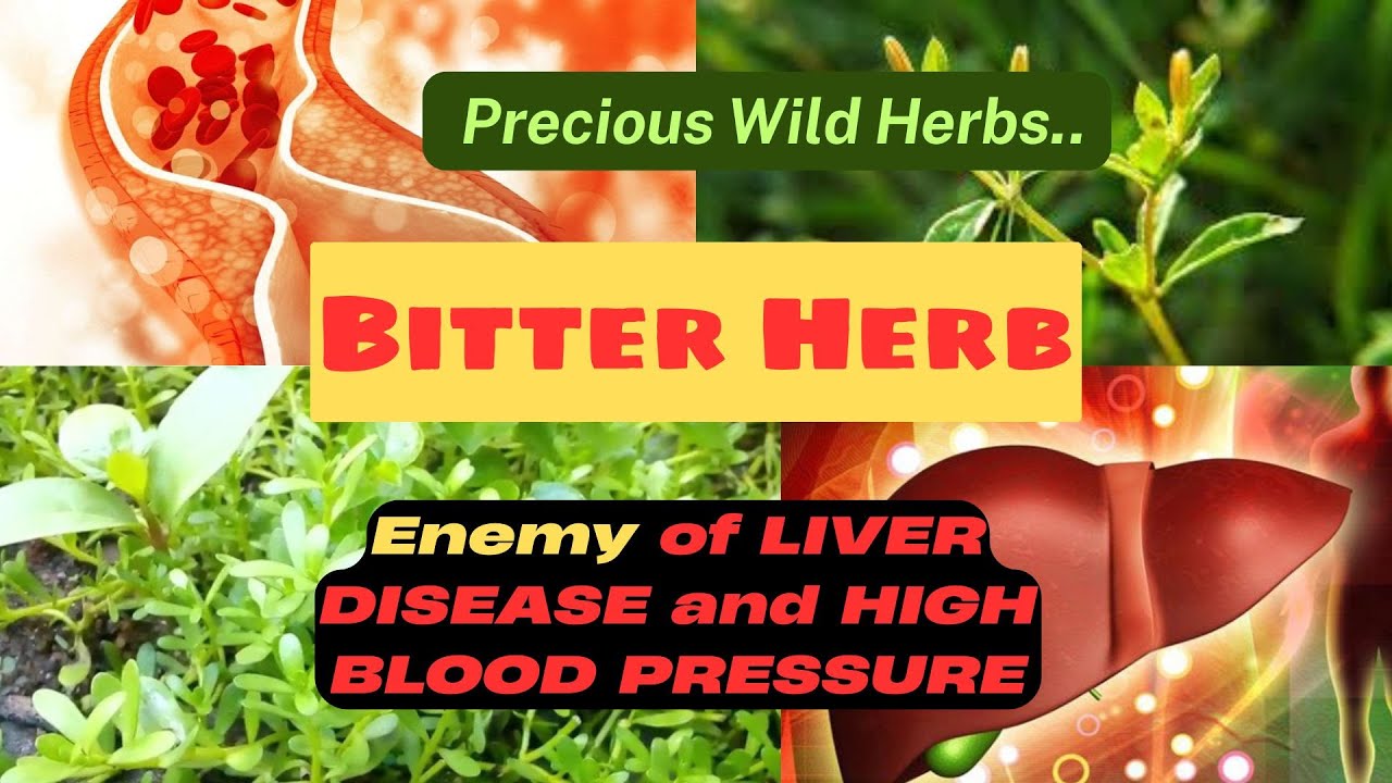 Wild Bitter Herb - Secret Healing Power & Hidden Health Risks You Never Knew!