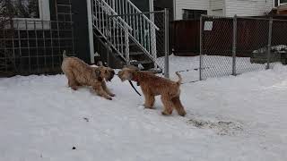 Two Wheaten Terries play keepaway in the snow