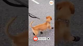How Dogs Walk Funny #shorts #funnyvideo #viralvideo #failsvideo #funnydogs #trynottolaugh