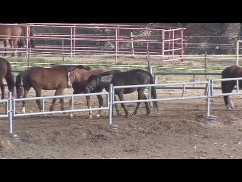 Βίντεο: Από πού είναι τα άλογα percheron;