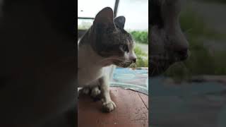 kucing slebeww😭 #shorts #funny #memes #humor #cat #funnyvideo #catvideos