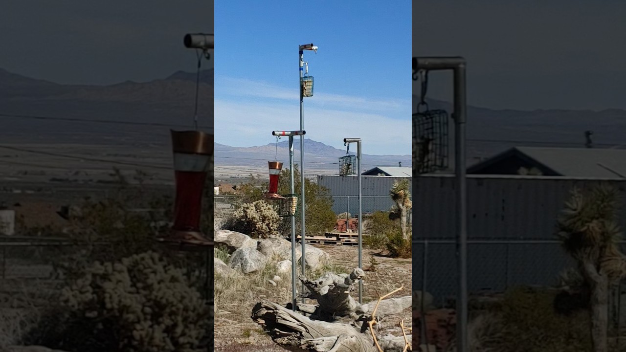 Live desert bird watching coming soon 🌵🐦Subscribe so I can start 12-hour live streams. 