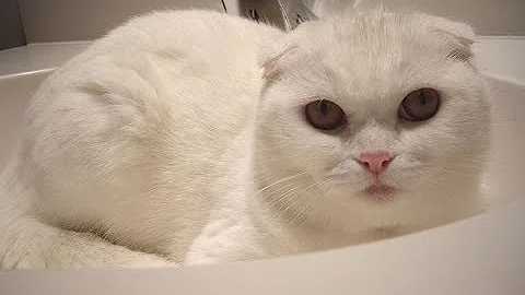 Watch the video about Most Beautiful and Prolific Cat Breeds in the World