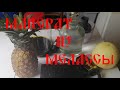 🍹🍹🍹МАЦЕРАТ С МЕЛАССОЙ 🍹🍹🍹ИМИТАЦИЯ РОМА