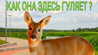Косуля на променаде в Болдерае / Stirna bolderājas promenādē / Roe deer on the promenade in Riga
