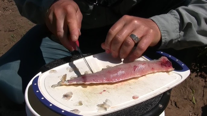 The Tastiest Part of a Fish - How to Fillet the Cheeks