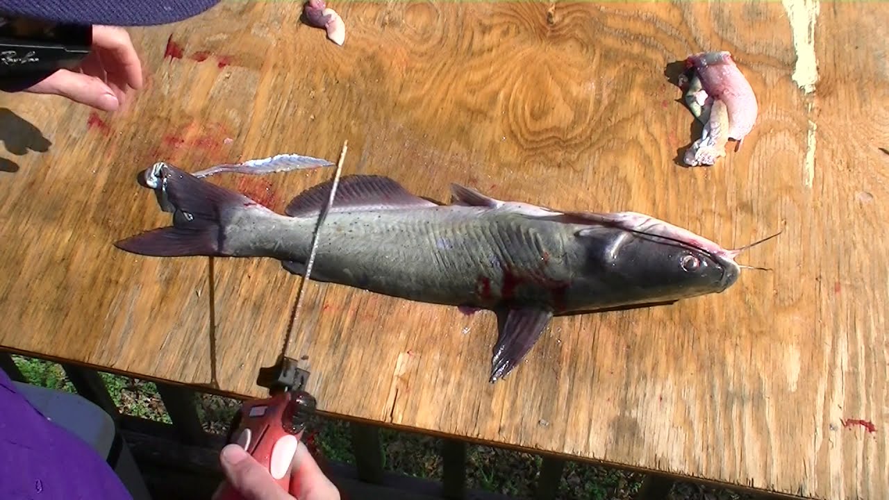 Redneck 101- How to Fillet a Catfish with an Electric Knife Bubba