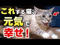 猫が突然大爆走する意外な理由!元気で幸せな猫の9つの行動