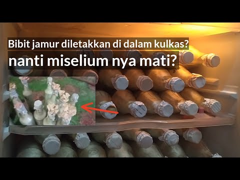 Bibit Jamur Tiram