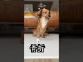 いつも犬をなでていたい feat. Picco6