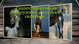 Сказочная красота андалузских и арабских скакунов...Фотограф Войтек Квиатковский Сказочная красота андалузских и арабских скакунов...Фотограф Войтек Квиатковский