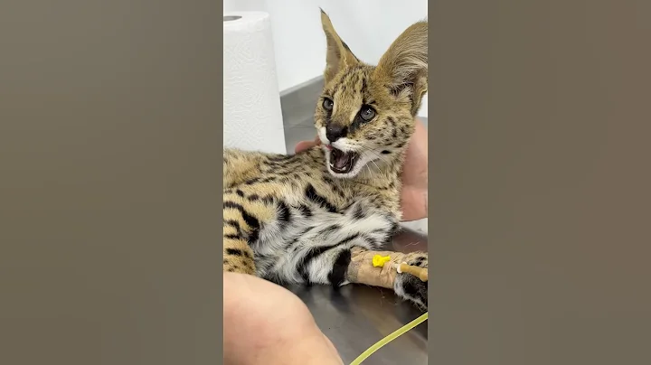 Video 7136891: serval cat kitten, servals catlover, cute serval kitten