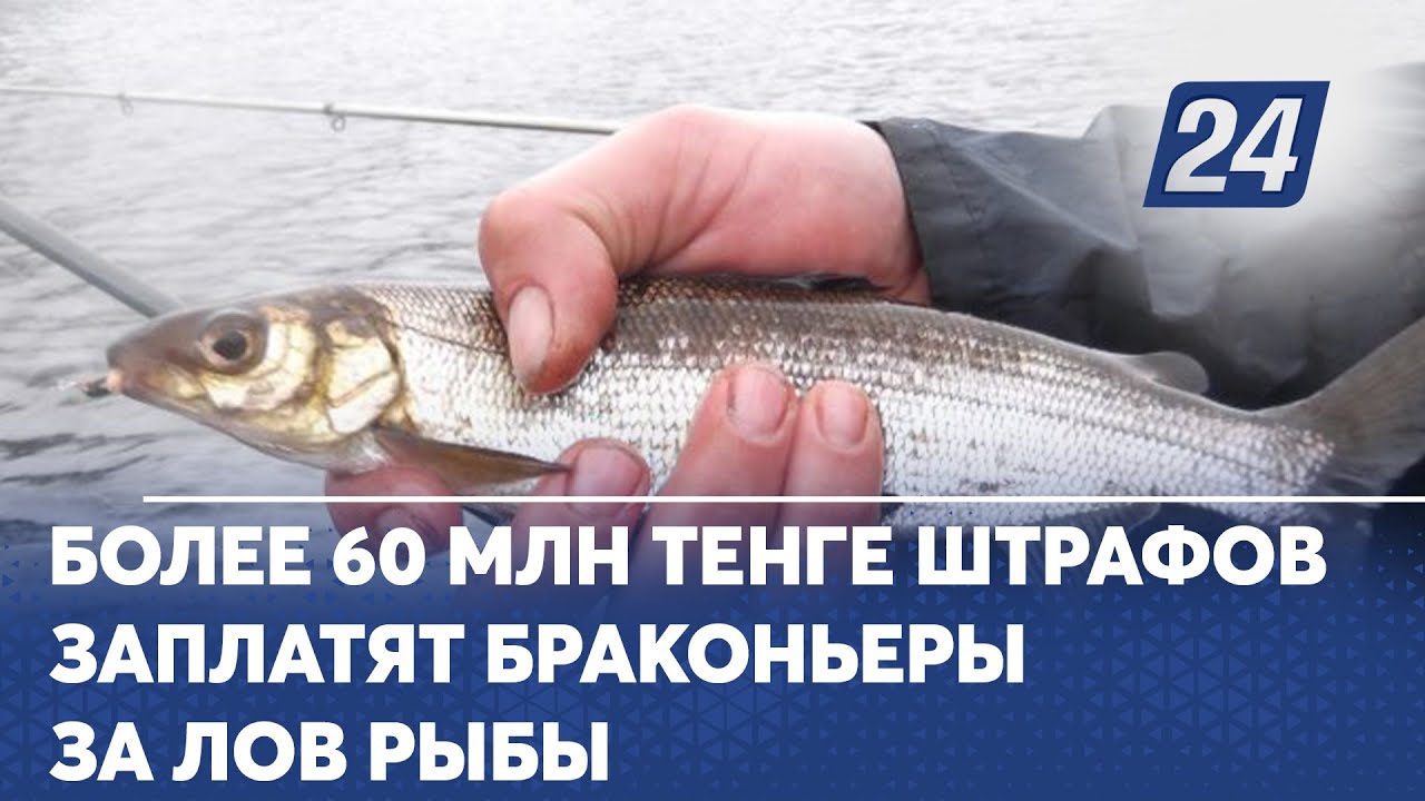 Более 60 млн тенге штрафов заплатят браконьеры за лов рыбы - YouTube