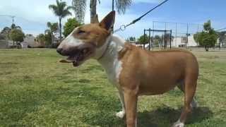 English Bull Terrier, Cel 33 1089 6695, Female kilacabar south-A