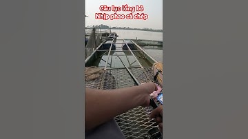 Câu lục đầu cần trên lồng bè Sông Thái Bình - Nhịp phao cá chép #câucá #fishing #cauca #fish