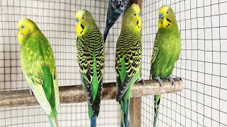 Cute Pet Budgies Chirping, 3 Hour Nature Parakeets Bird Sound to Reduce Stress
