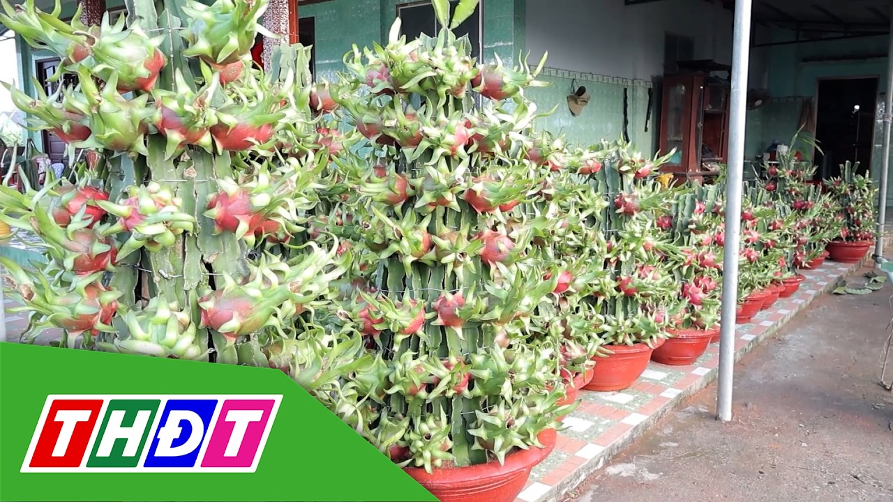 Độc đáo thanh long chậu chưng Tết | THDT