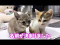 子猫が家族になり初めての朝。柴犬パパの身だしなみも完璧です