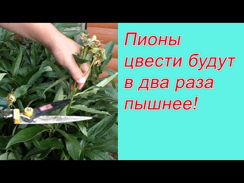 Видео: Обрезка пионов - Как и когда обрезать пионы