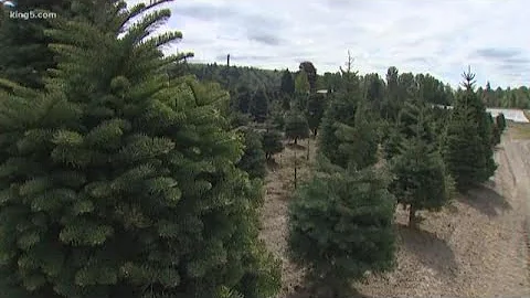 Pride of the PNW: Enumclaw xmas tree farmer