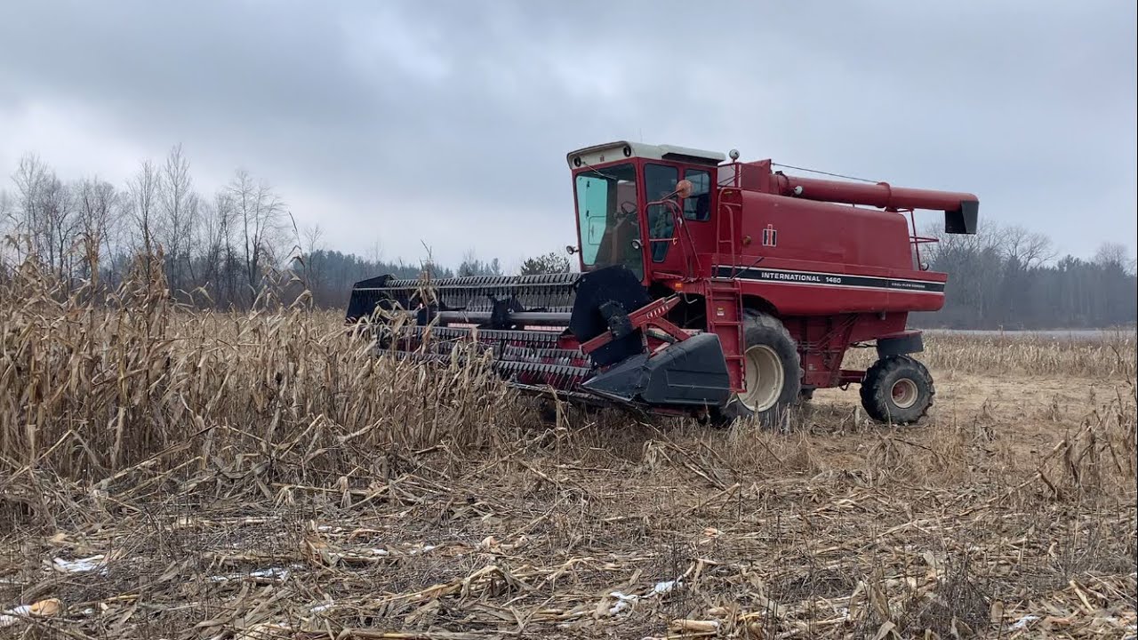 Combining Corn With The Grain Head! 