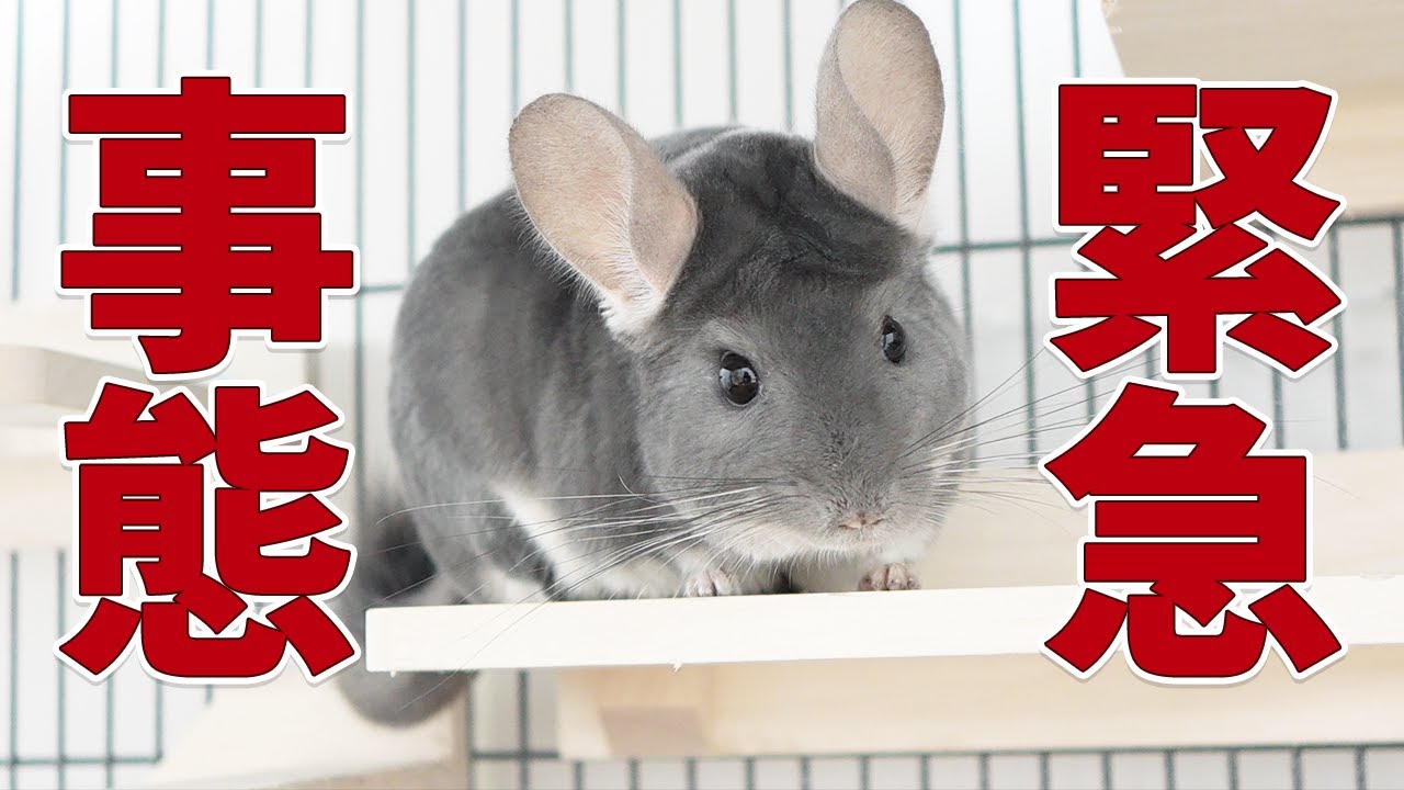 An emergency has occurred in the chinchilla's room! - YouTube