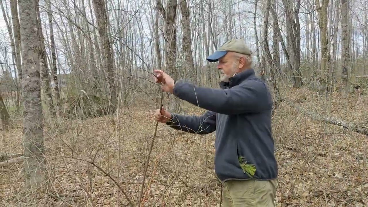 Dead Honeysuckle from last fall's herbicide treatment YouTube