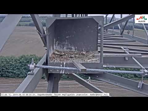 MAVIR 2019-08018 Eurasian Hobby 8:01 