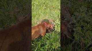 Dachshund is digging a hole!  #dachshund #dog