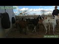 Como Ganhar Dinheiro no Sertão Nordestino Com Cabra Leiteira | Rancho Maria Bezerra