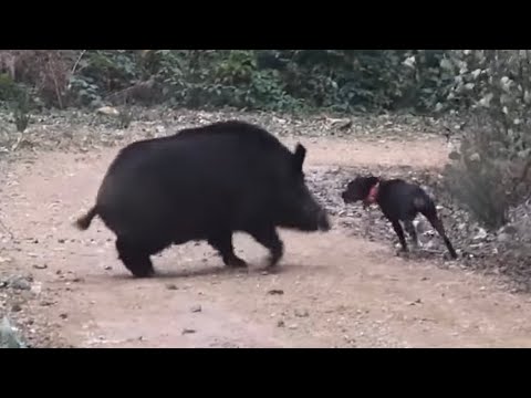 FINDIK BAHÇELERİNDE YABAN DOMUZU PEŞİNDE