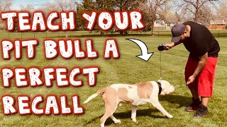 How to train a pit bull to come when called (Beginner Tutorial)