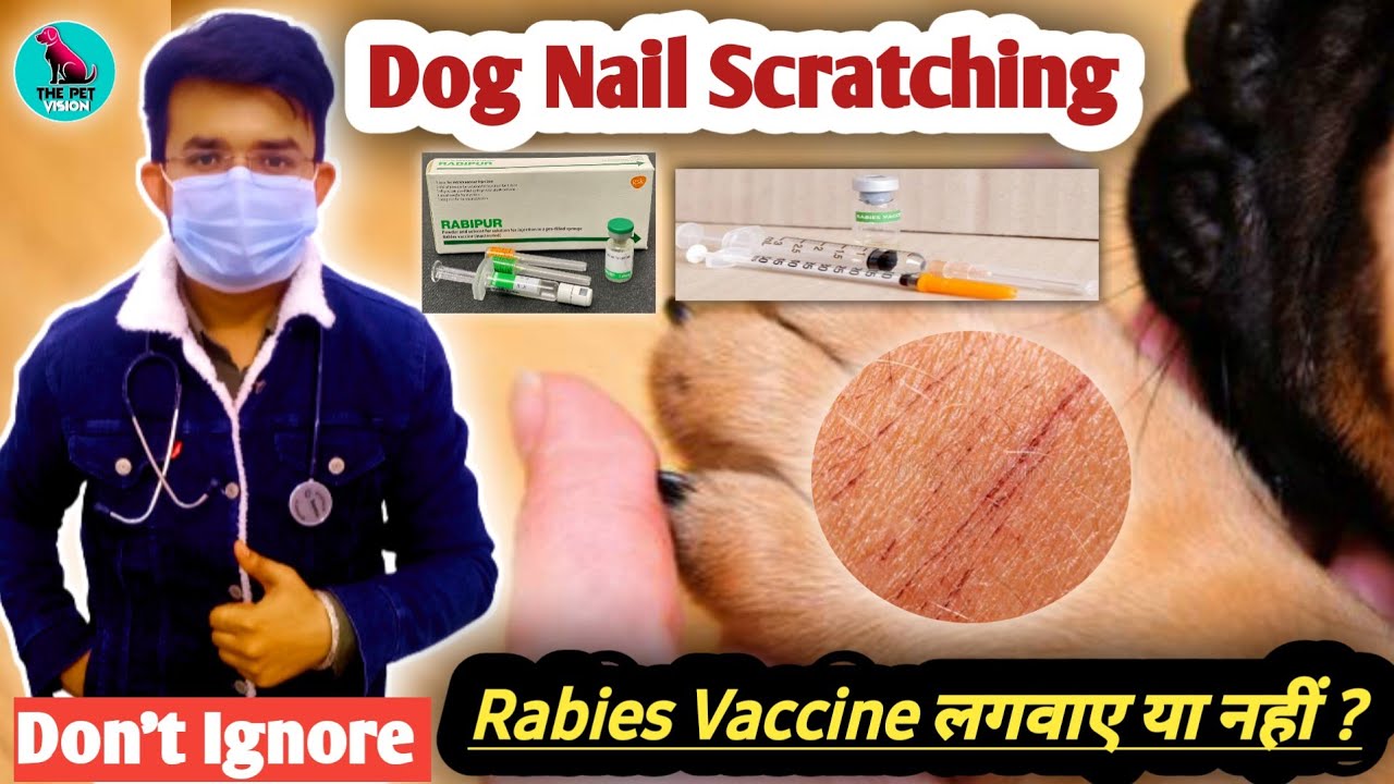 Dog Scratch Board for NAILs File Paper Coarse and Fine Grit- Grinding -  AliExpress