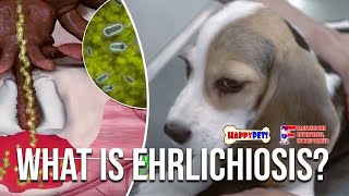 EHRLICHIOSIS: signs, symptoms, treatment & prevention