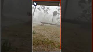 Tree Snaps as Idalia Brings Hurricane Winds to Northern Florida