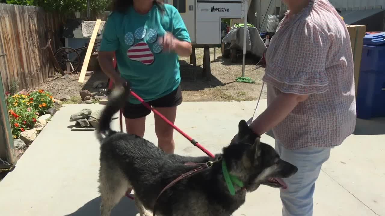 Missing dog reunited with owner after Star residents connected on ...
