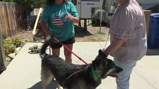 Missing dog reunited with owner after Star residents connected on social media