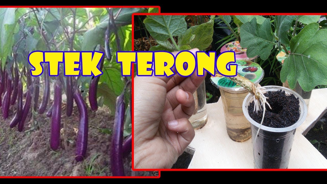 #TIS CARA KILAT Perbanyak Terong dng STEK AIR | Easy Eggplant Propagation by Cuttings