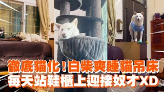 徹底貓化！白柴爽睡貓吊床　每天站鞋櫃上迎接奴才XD ｜#寵物雲 ｜#寵物雲