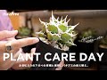 将来有望なアガベの子株収穫と根挿しパキプスの植え替え｜agave｜パキプス｜塊根植物｜多肉植物