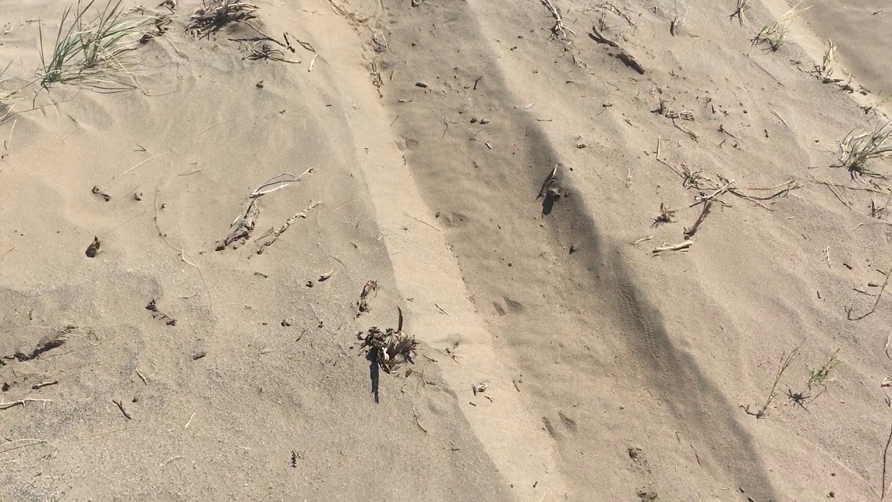 Dunes Overview YouTube