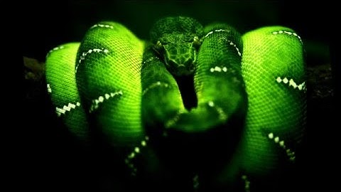 Trust in me - Susheela Raman