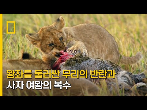 무리의 생존을 책임지는 암사자들의 협동 사냥 | 킹덤