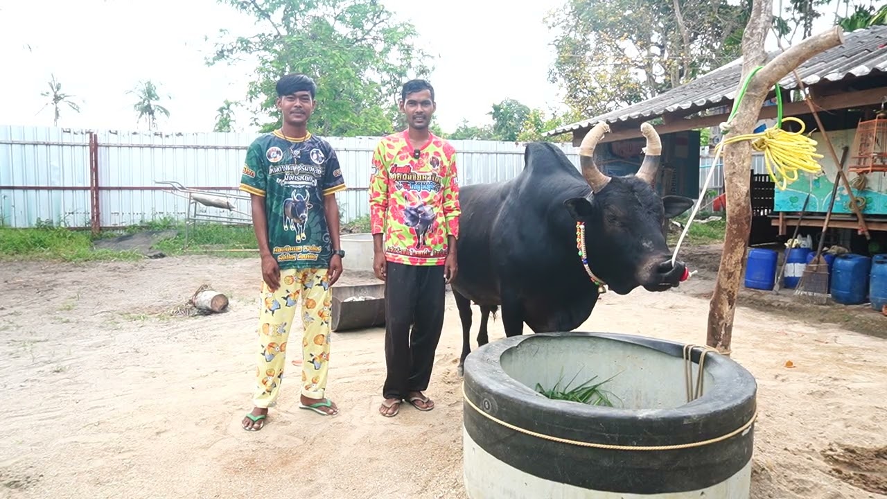 เยี่ยมคอกวัวชน สนามทุ่งโพธิ์ ดุกด้างงามเจ้าปฐพียอดมีชัย (คิงคอง)