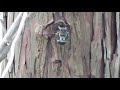 ミンミンゼミの鳴き声