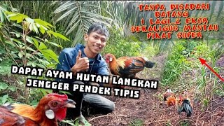 dapat ayam hutan langkah-tidak disadari 2 ekor sekaligus yg datang