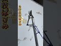 【自作高枝ばさみ|庭の枝切り道具】古いハサミに金属棒、ロープで開閉、地上から高枝カット~ #暮らしのテク #自作道具