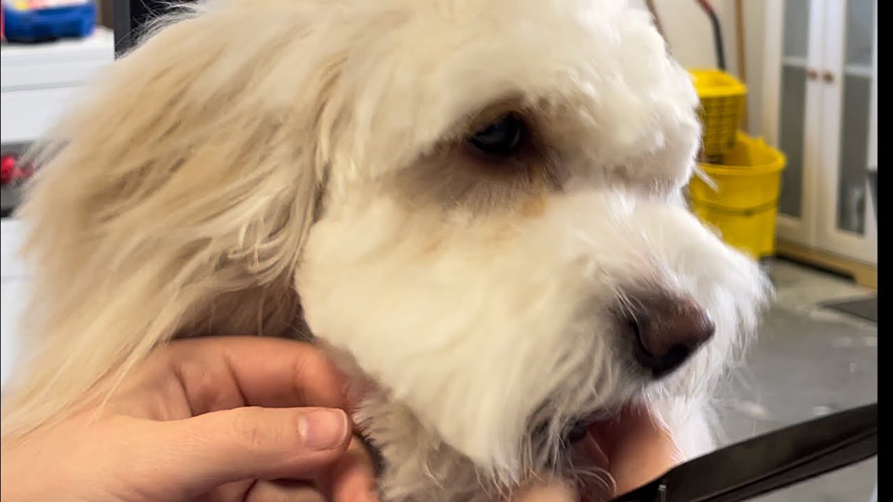 Grooming a scared/nervous dog YouTube