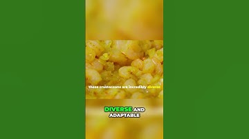 Discover the Mighty Role of Shrimp in Our Oceans