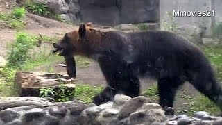 エゾヒグマに活きた鮭をプレゼント~Hokkaido Brown Bear